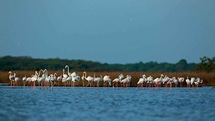 Chundikulam bird sanctuary