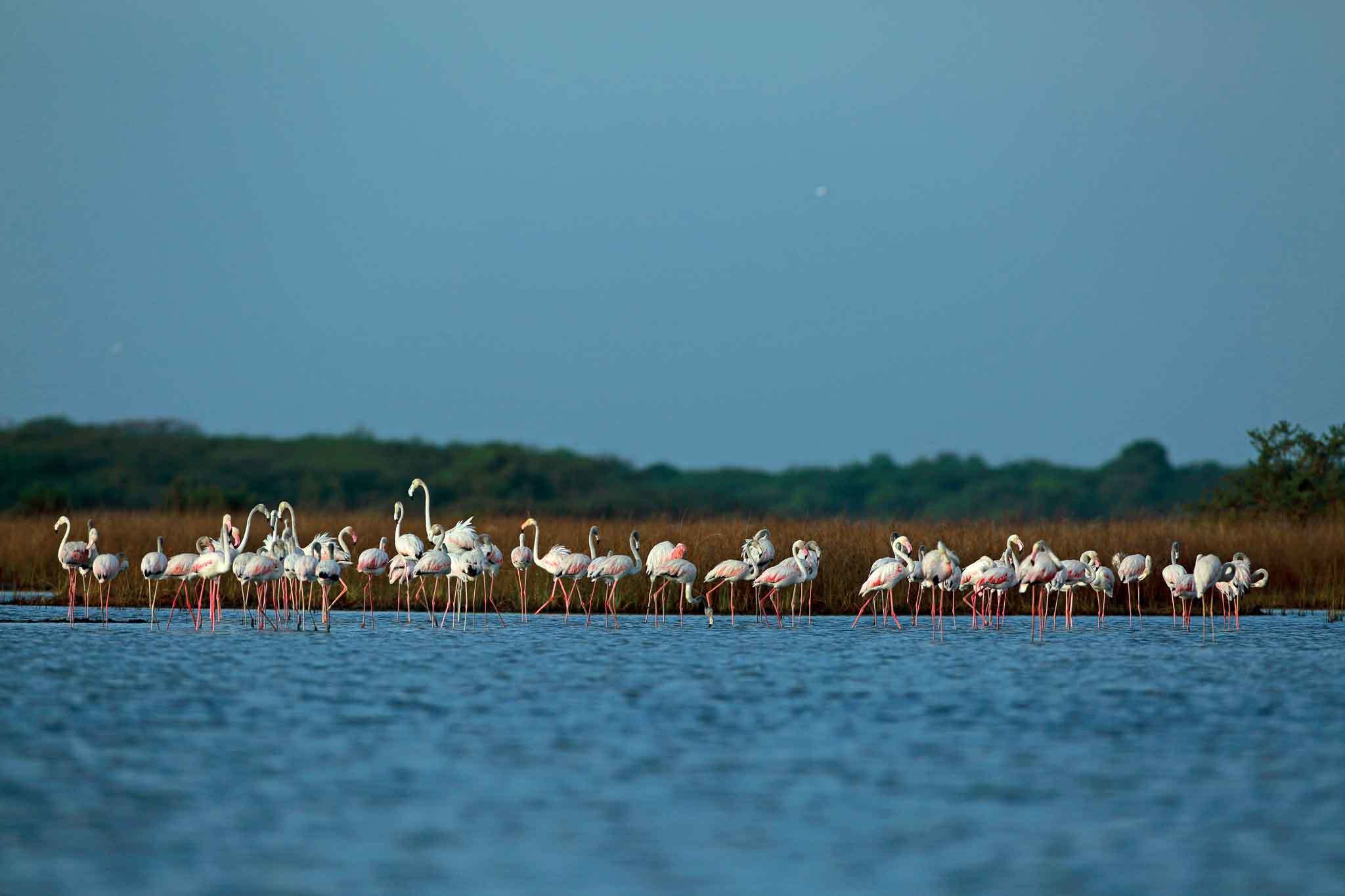 Chundikulam Bird Sanctuary