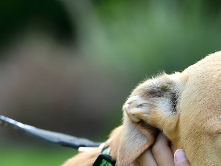 A young girl patting a tan-coloured greyhound