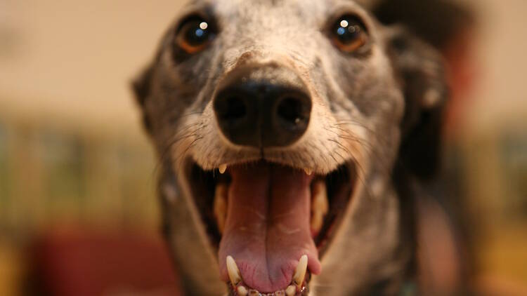Close-up of a greyhound face