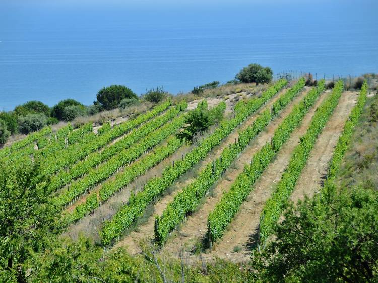 Tarde día 1: El vino de Alella