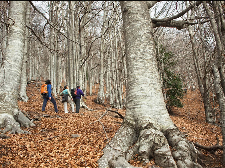 Three natural parks 