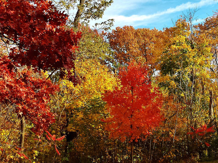 Randall’s Island is hosting free foliage walks this fall