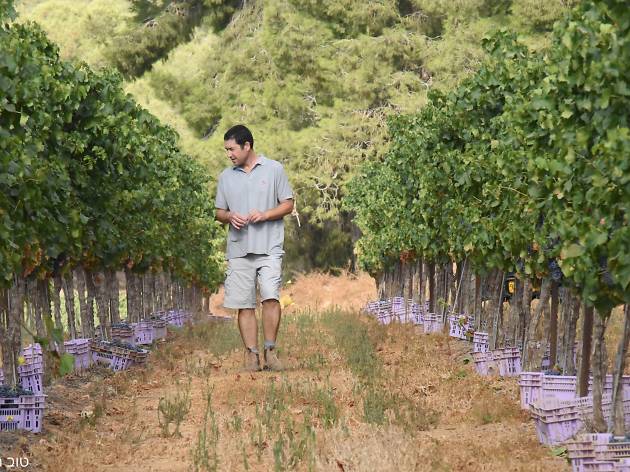 Yatir Winery Yatir Winery