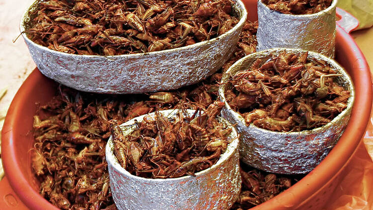 Oaxaca: 'Chapulines'!