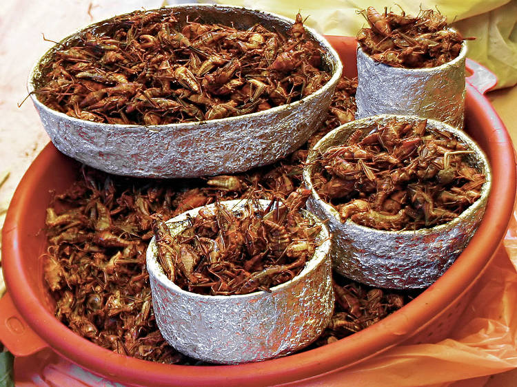 Oaxaca: 'Chapulines'!