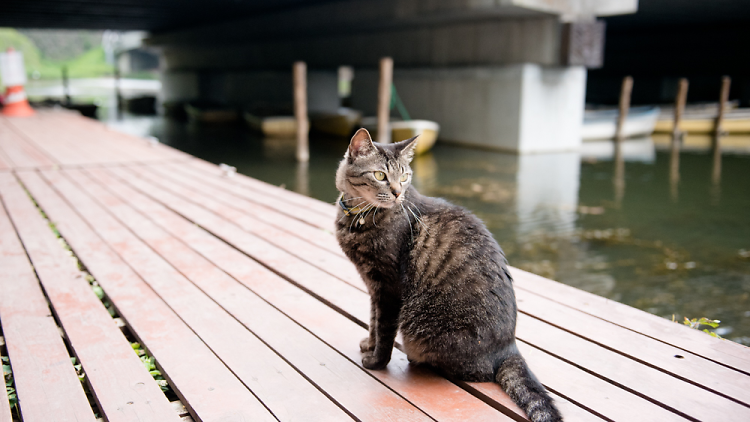 Public cats of Tokyo: Benkeibashi | Time Out Tokyo