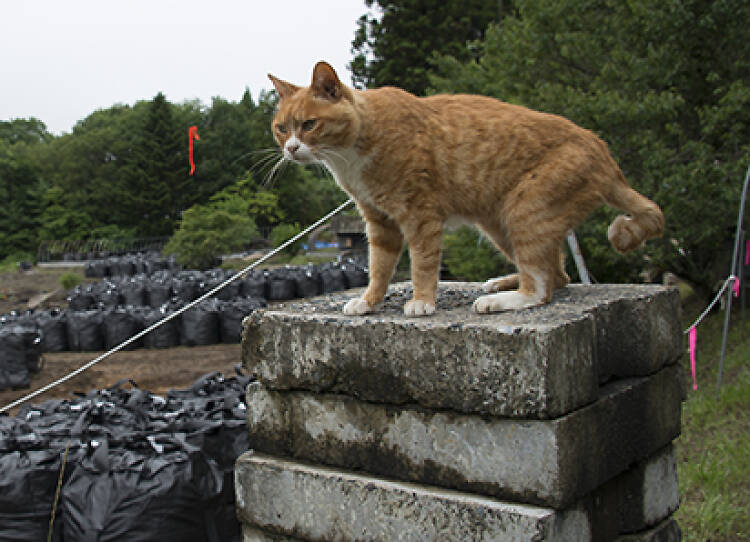 Fukushima's clean-up crisis