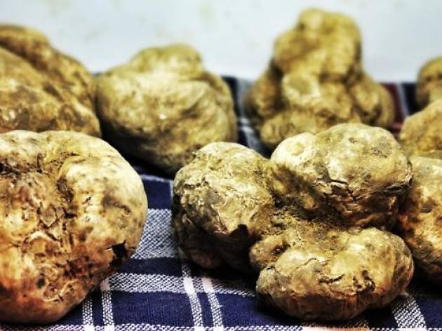5 Hong Kong white truffle menus to try now - DiVino Group 5 Hong Kong white truffle menus to try now - DiVino Group