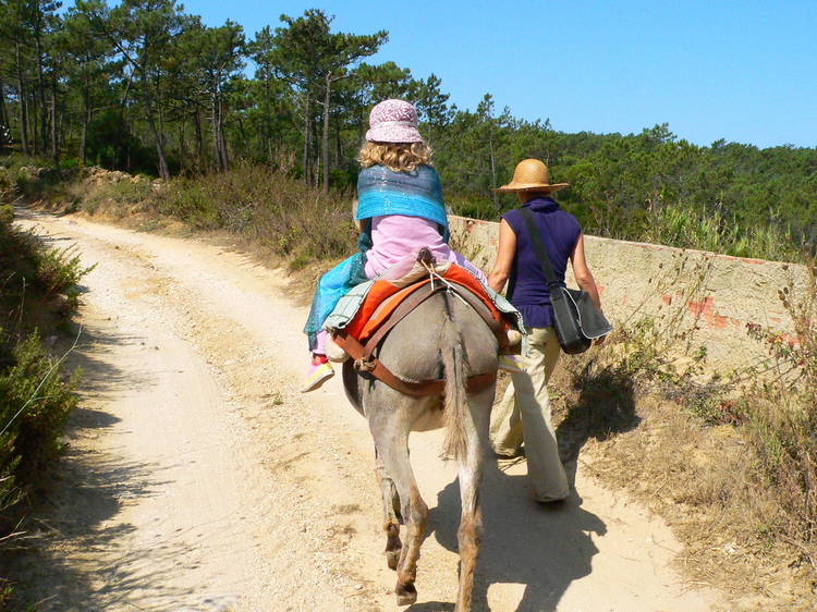 Quinta pedagógica Burros do Magoito