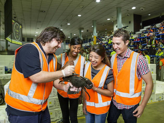 fish market tour sydney