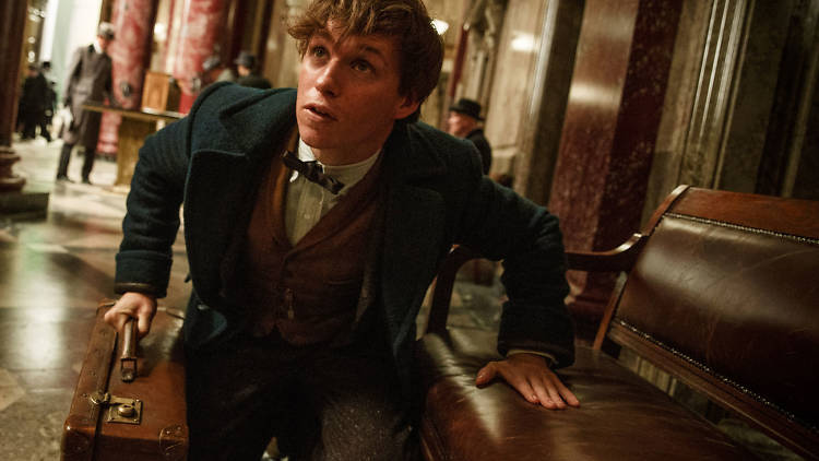 Eddie Redmayne in Fantastic Beasts and Where to Find Them