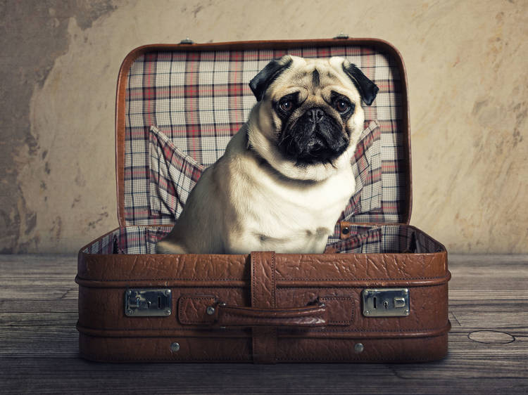 The best pet-friendly hotels in London