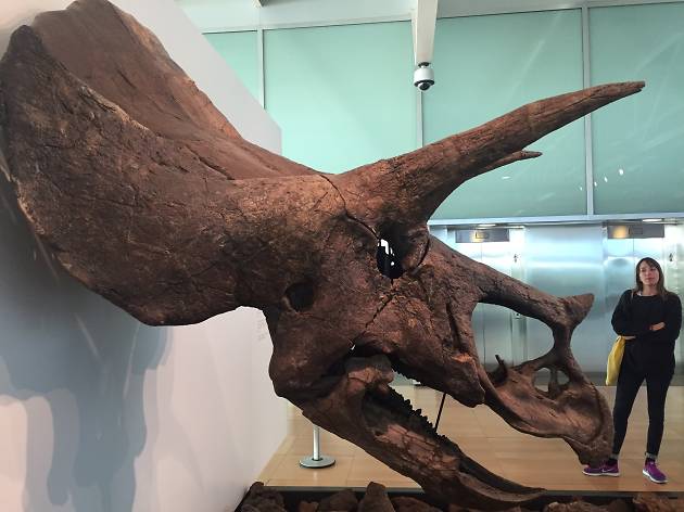 Triceratops CosmoCaixa Triceratops CosmoCaixa