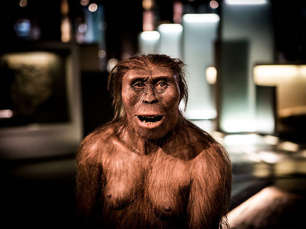 Lucy, CosmoCaixa Lucy, CosmoCaixa