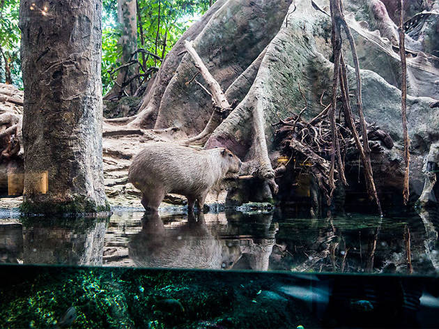 Capibara, CosmoCaixa Capibara, CosmoCaixa