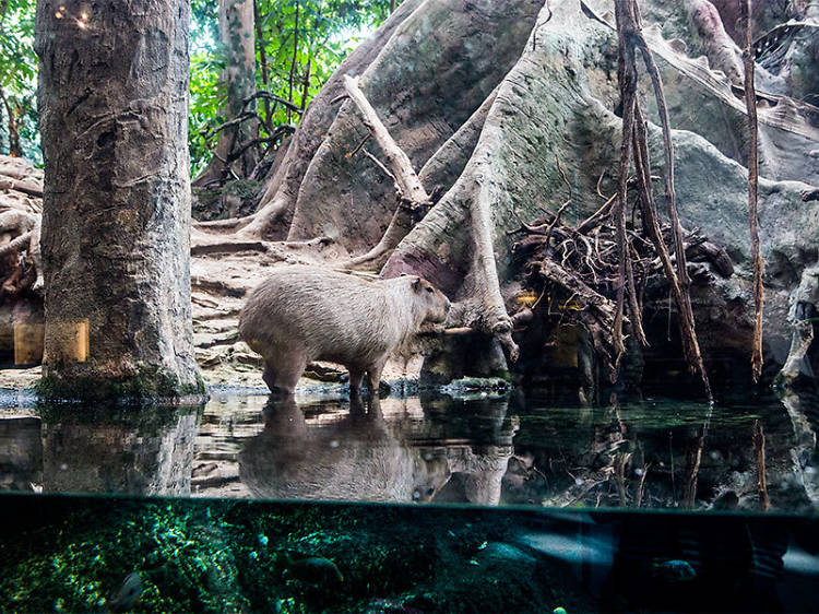 La reina del bosc