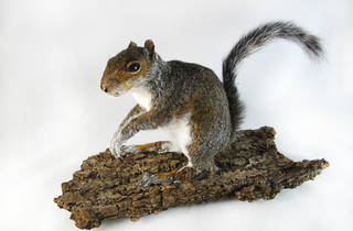 Squirrel Taxidermy Class with Divya Anantharaman | Things to do in New York Squirrel Taxidermy Class with Divya Anantharaman | Things to do in New York