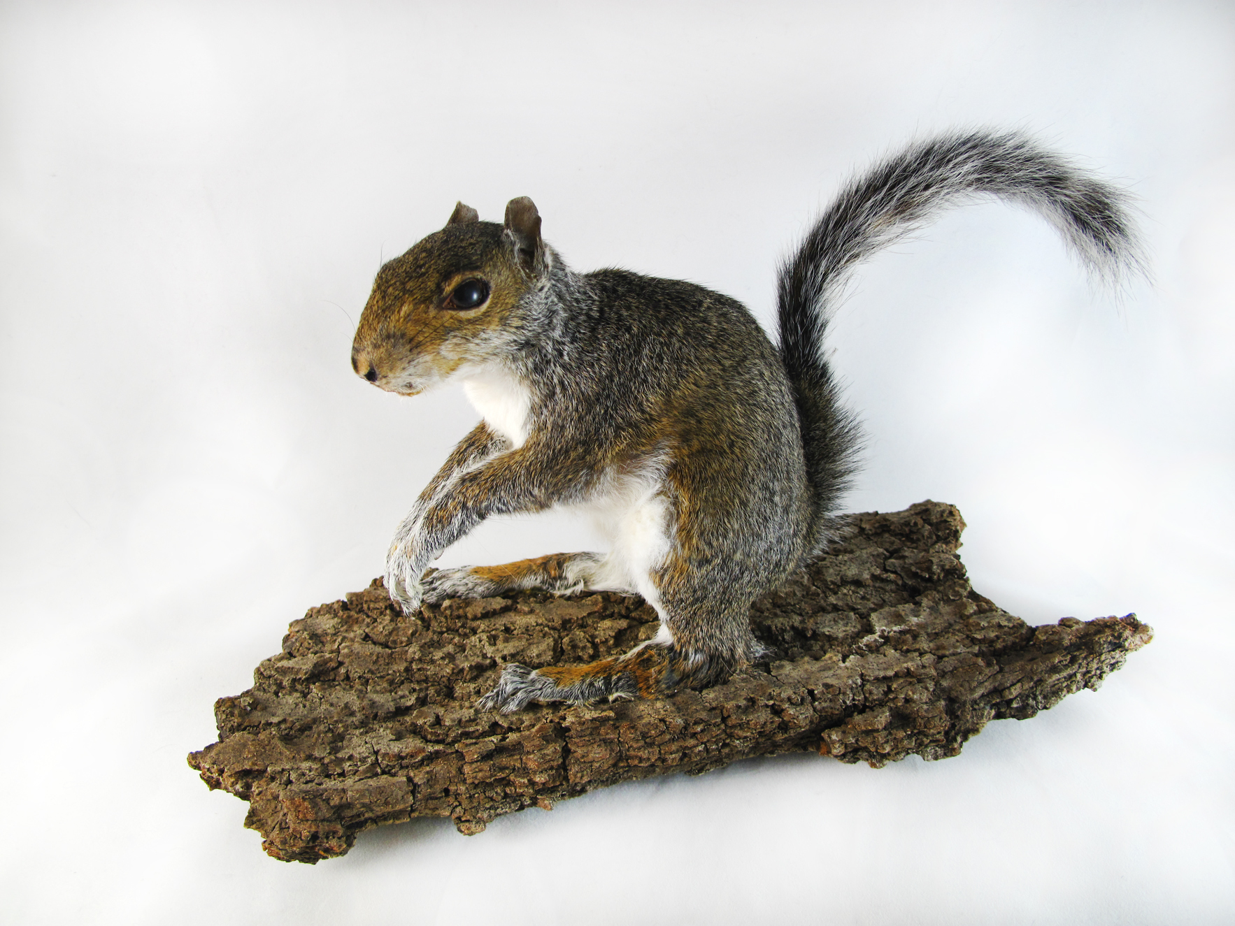 Stuffed squirrel hot sale taxidermy