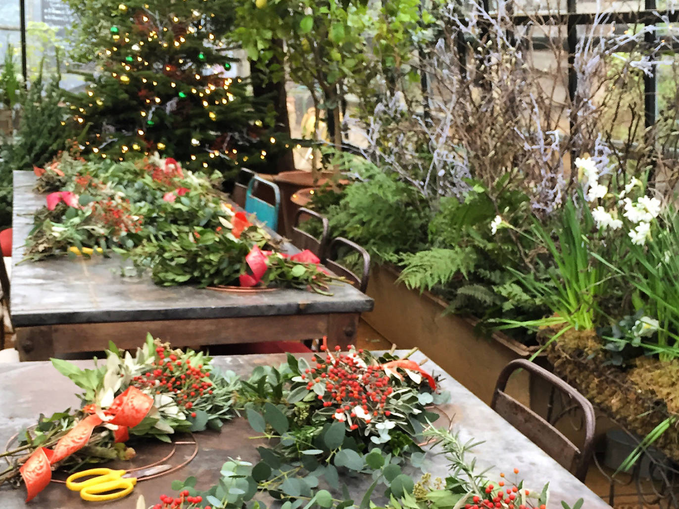 Where to buy Christmas trees in London collection and delivery