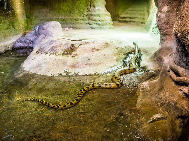 Anaconda al Bosc inundat del CosmoCaixa Anaconda al Bosc inundat del CosmoCaixa