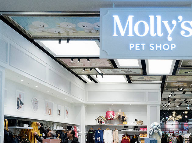 MOLLY'S PET SHOP | Shopping in Seoul