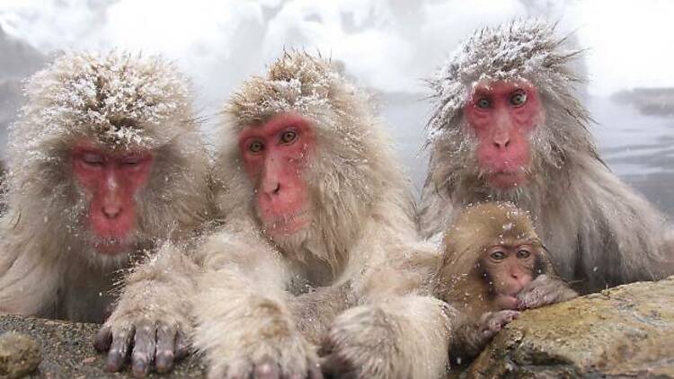 Snow Monkey Tour