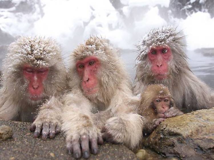 Snow Monkey Tour