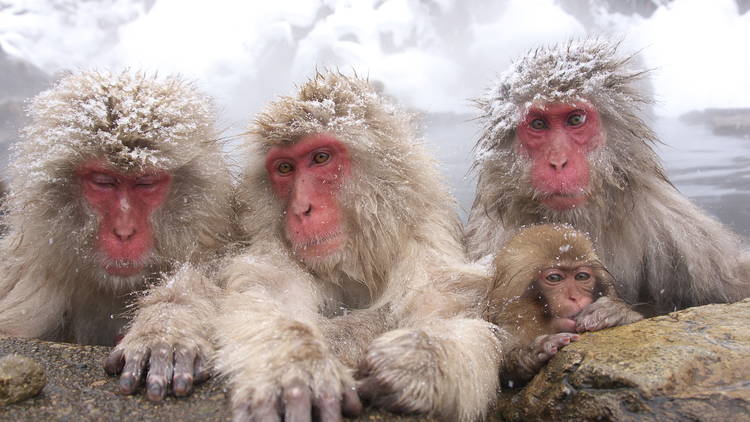 See Nagano’s world-famous snow monkeys