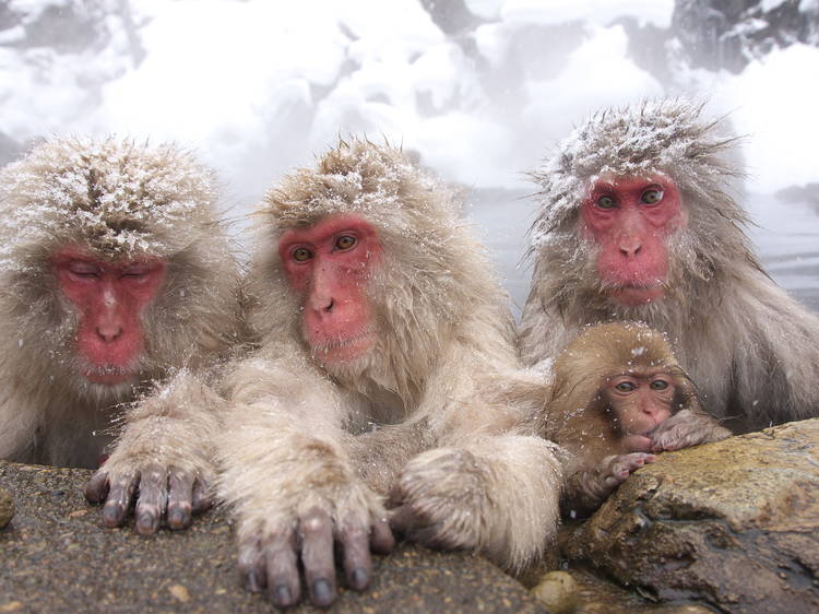 See Nagano’s world-famous snow monkeys