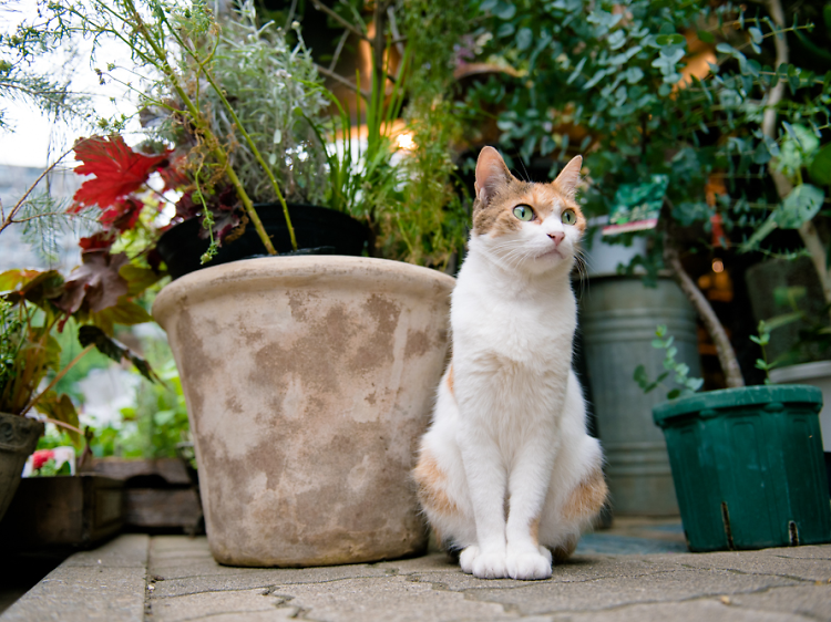 Public cats of Tokyo | Time Out Tokyo