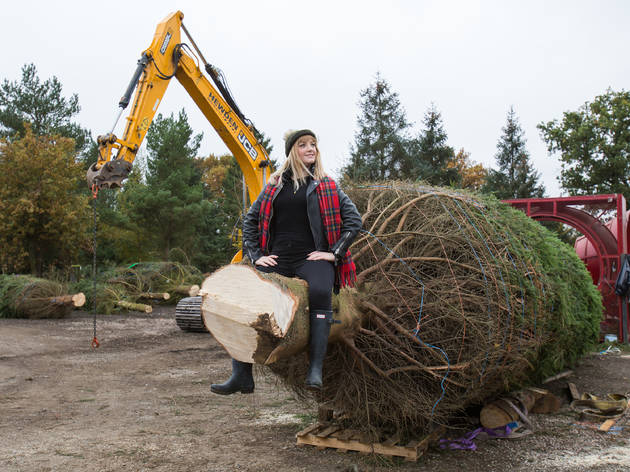 Timberrrrr: Eight things we learned chopping down Covent Garden's Christmas tree Timberrrrr: Eight things we learned chopping down Covent Garden's Christmas tree