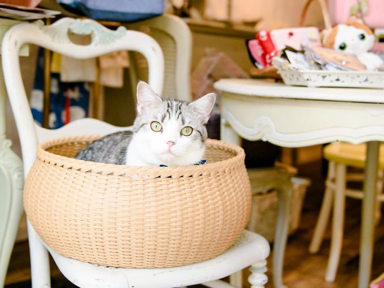 Public Cats of Tokyo: Magenta Magenta | Time Out Tokyo