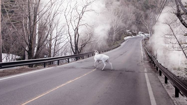 'Deer Park', Photo by Robert Zhao, Mizuma