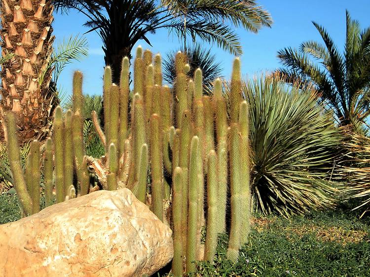 Ein Gedi Botanical Garden