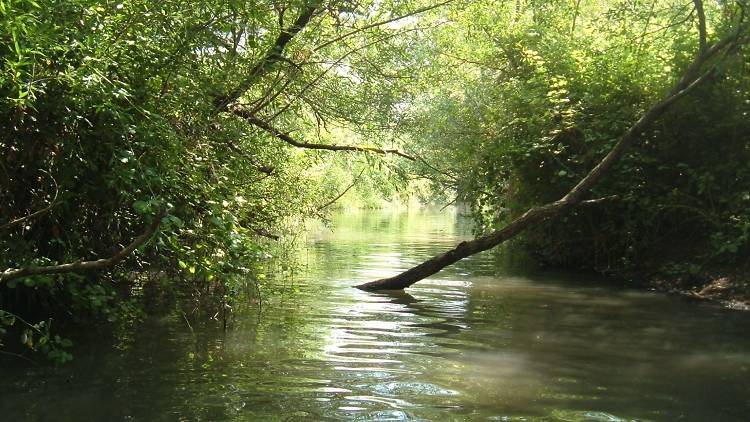 Daliyot River Estuary (The Majrase)