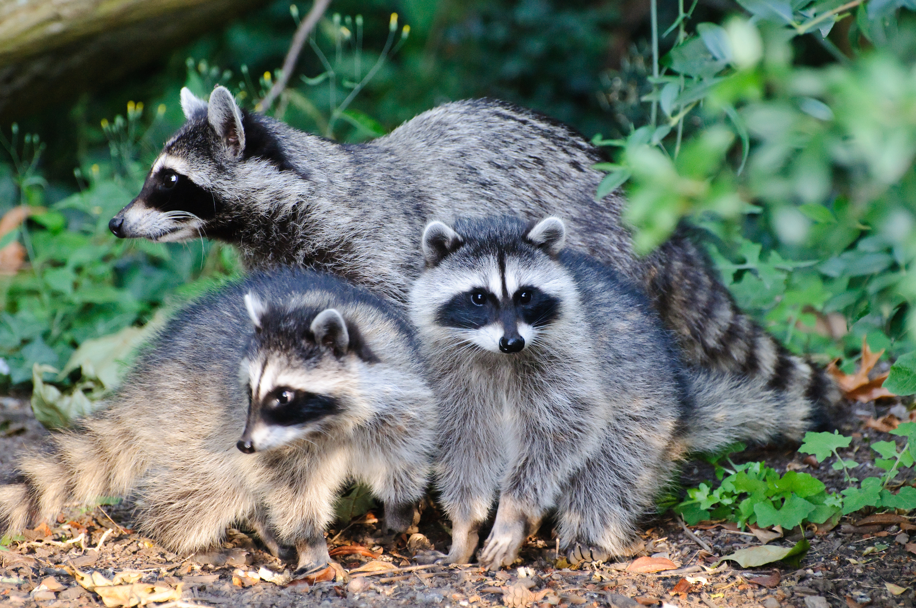 The funniest responses to the 22 raccoons found in Central Park