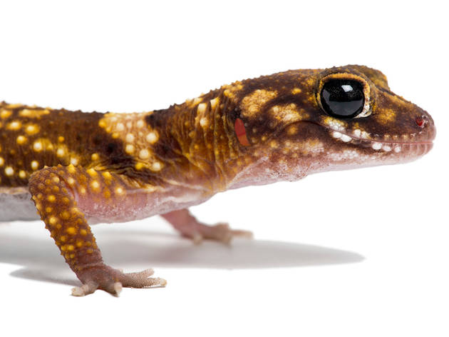 Reptiles para niños Reptiles como mascota para niños