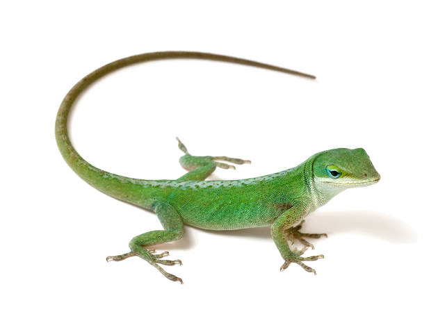 Reptiles para niños Reptiles para niños anolis