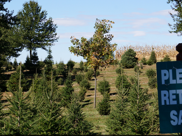 Camelot Christmas Tree Farm