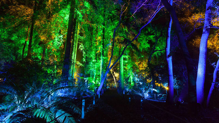 Enchanted: Forest of Light