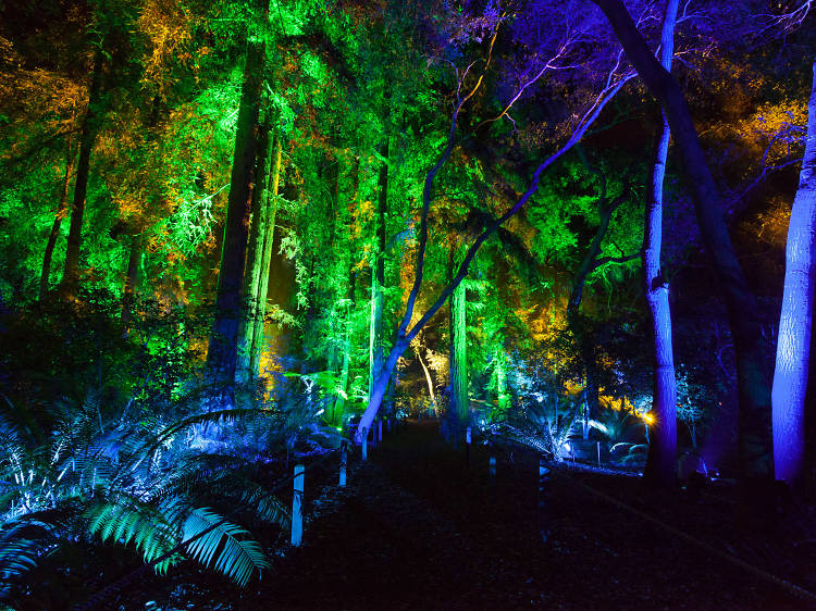 Enchanted: Forest of Light