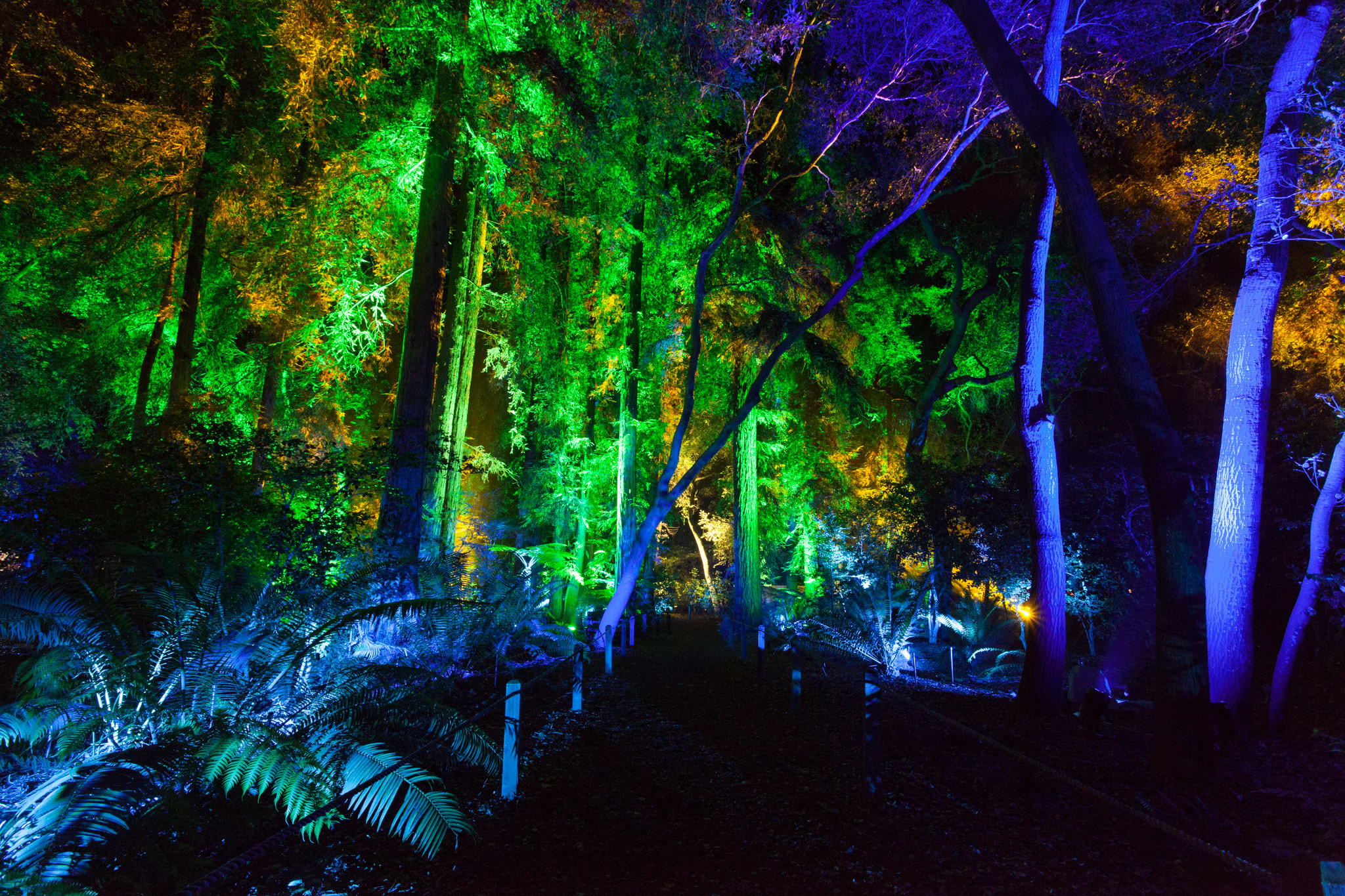 Enchanted: Forest of Light has brought magic back to Descanso Gardens this  holiday