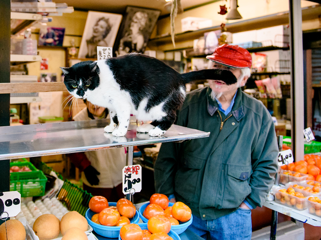 cat takadanobaba cat takadanobaba