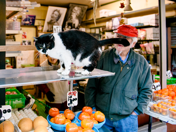 cat takadanobaba