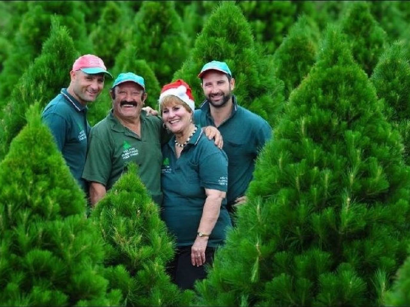Where to buy real Christmas trees in Melbourne, including delivery options