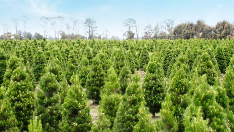 Dandenong Christmas Tree Farm