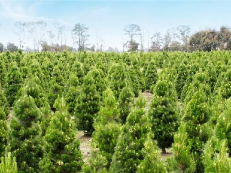 Dandenong Christmas Tree Farm