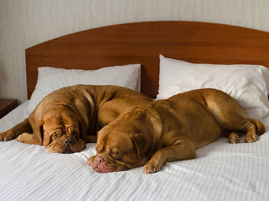 The best pet-friendly hotels in NYC The best pet-friendly hotels in NYC