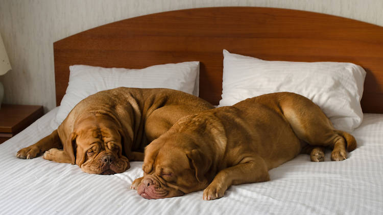 Motels near store me allow dogs